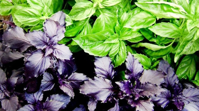 Reyhanın bilmədiyimiz 6 faydası