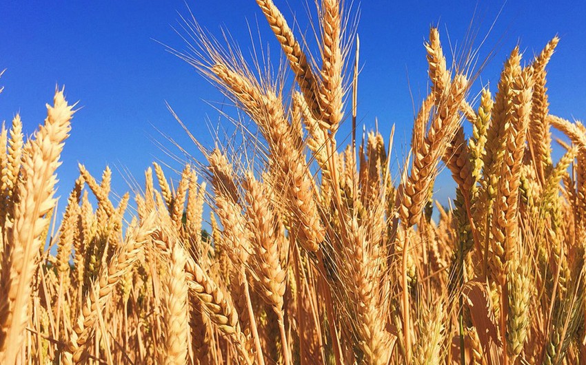 GMO buğdası üçün rəsmi icazə verildi - Dünyada ilk dəfə 