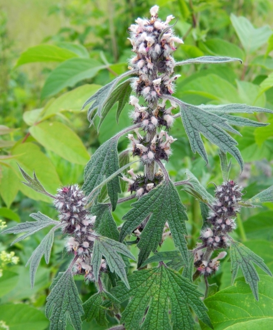 Narahatlıq və qorxu əleyhinə istifadə edilən - Damotu bitkisi