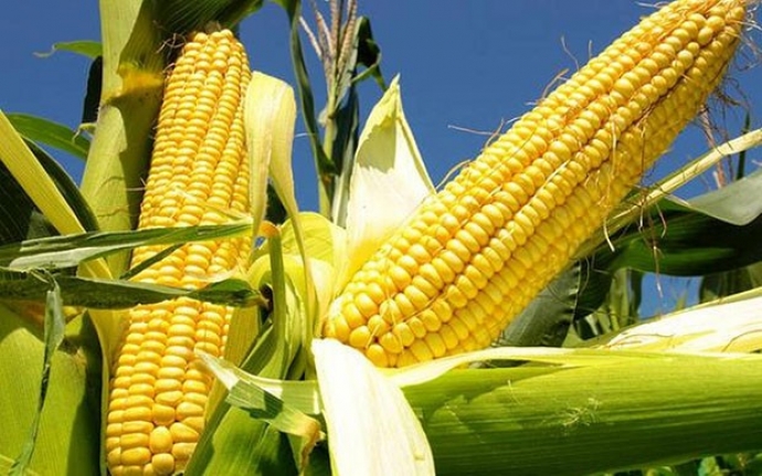 Qarğıdalının insan sağlamlığı üçün bilmədiyiniz faydaları