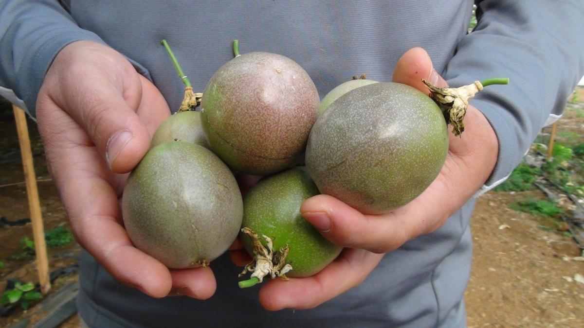 Yuxusuzluq, depressiya və stresə faydalı 