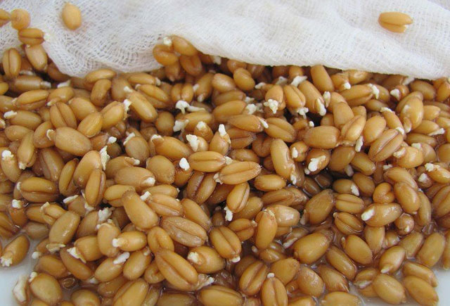 Hər dərdin dərmanı olan cücərdilmiş buğda - Faydaları, hazırlanması və düzgün qəbulu