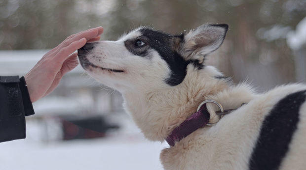 Hərbçilər itə koronavirusu qoxu vasitəsilə tapmağı öyrətdi