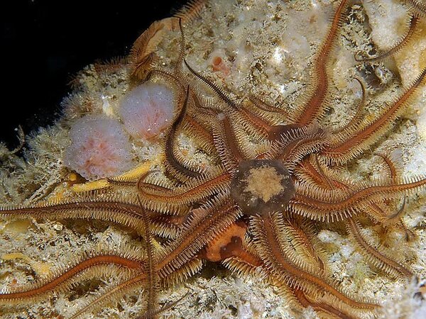 Yapon dənizində XƏRÇƏNG ƏLEYHİNƏ bioloji aktiv maddə aşkar edilib 