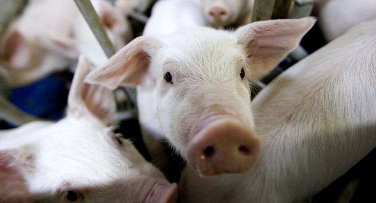 Avstraliya donuz vəbasının yayılmasının qarşısının alınmasına külli miqdarda vəsait ayıracaq