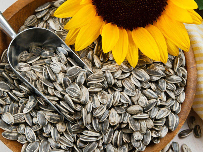 Mükəmməl vitamin qaynağı olan GÜNƏBAXAN TUMUNUN faydaları