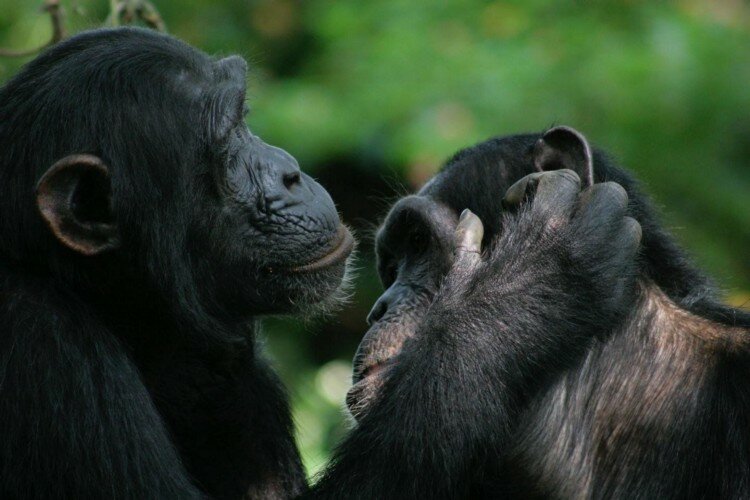 Şimpanzelər bir-birini həşəratlarla müalicə edir
