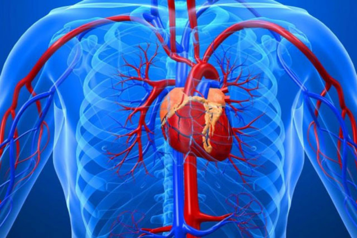 Azərbaycanda ürək-damar xəstəliklərindən ölənlərin sayı azalıb