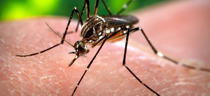 25 aprel - Ümumdünya Malyariya ilə Mübarizə Günüdür