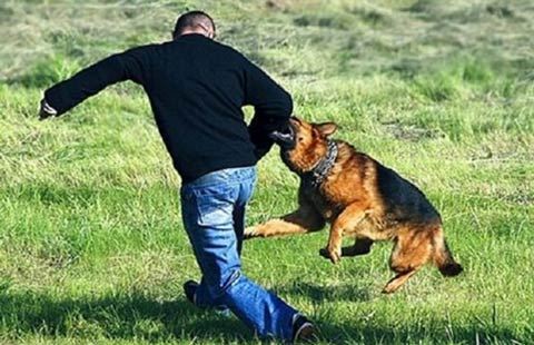 Sumqayıt Tibb Mərkəzi it dişləmə ilə bağlı edilən müraciətlərin sayını açıqlayıb