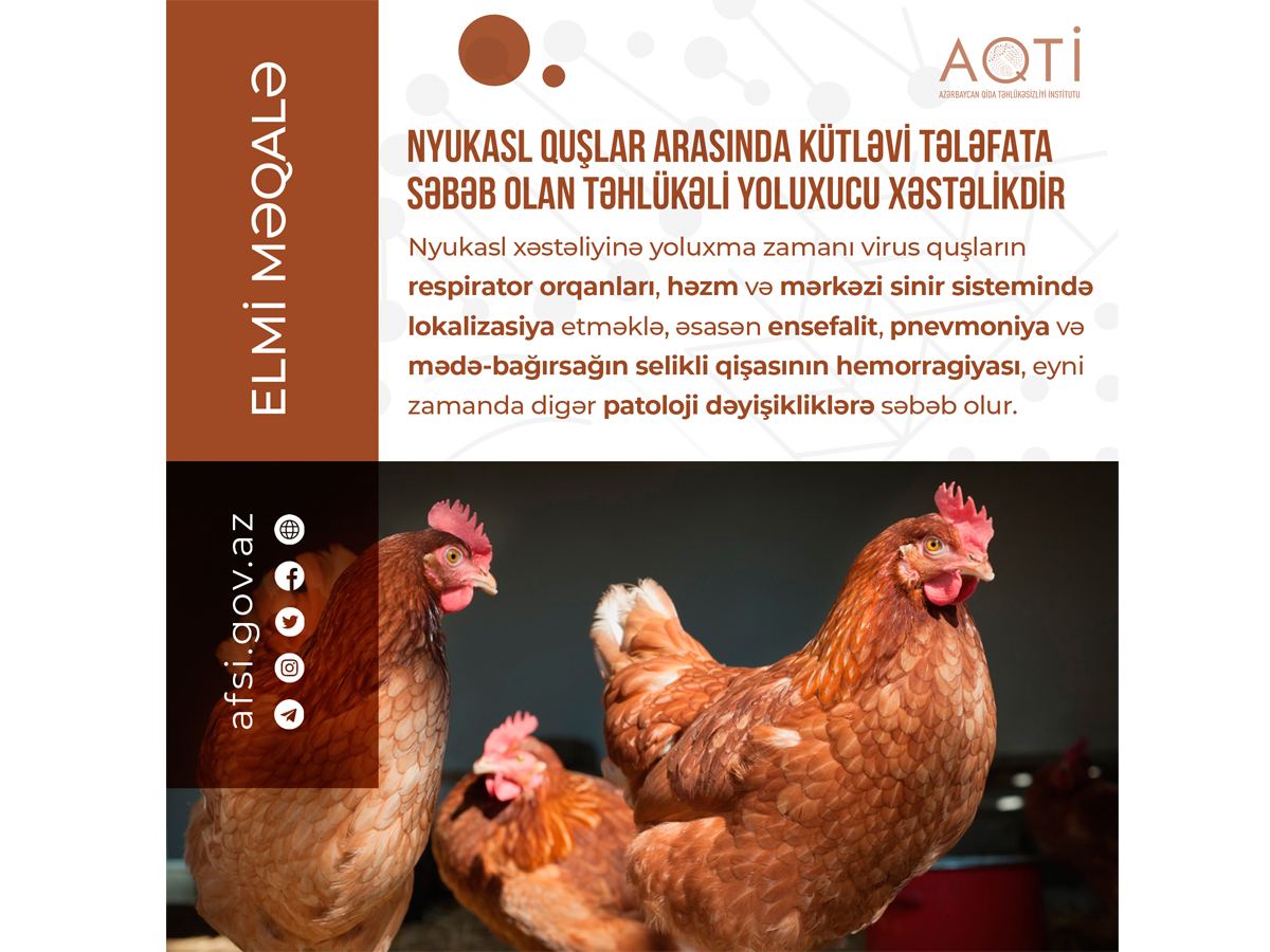 Nyukasl quşlar arasında kütləvi tələfata səbəb olan təhlükəli yoluxucu xəstəlikdir - ELMİ MƏQALƏ