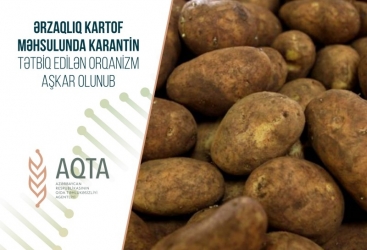 Ərzaqlıq kartof məhsulunda karantin tətbiq edilən orqanizm aşkarlanıb