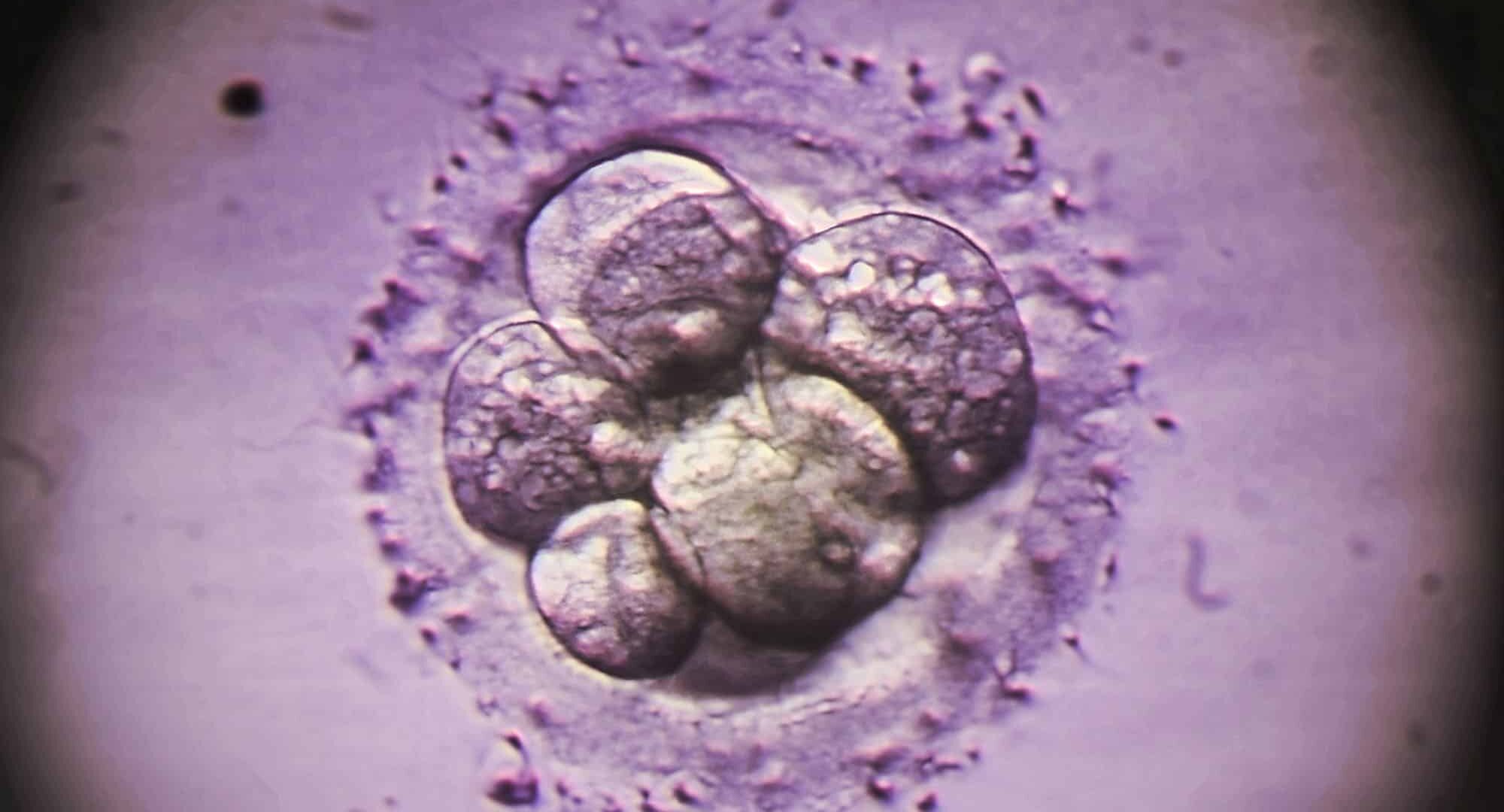 Embrion və xərçəngin inkişafının eyni molekulyar mexanizmlə bağlı olduğu müəyyən edilib
