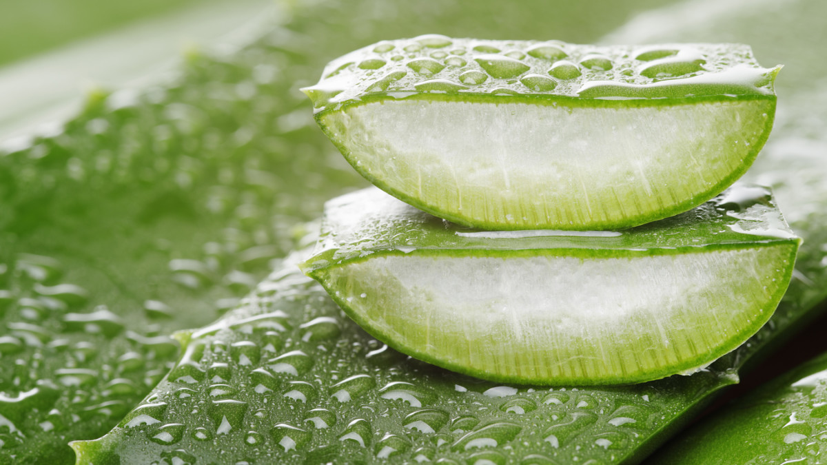 ALOE BİTKİSİ bir çox xəstəliklərlə mübarizədə faydalıdır