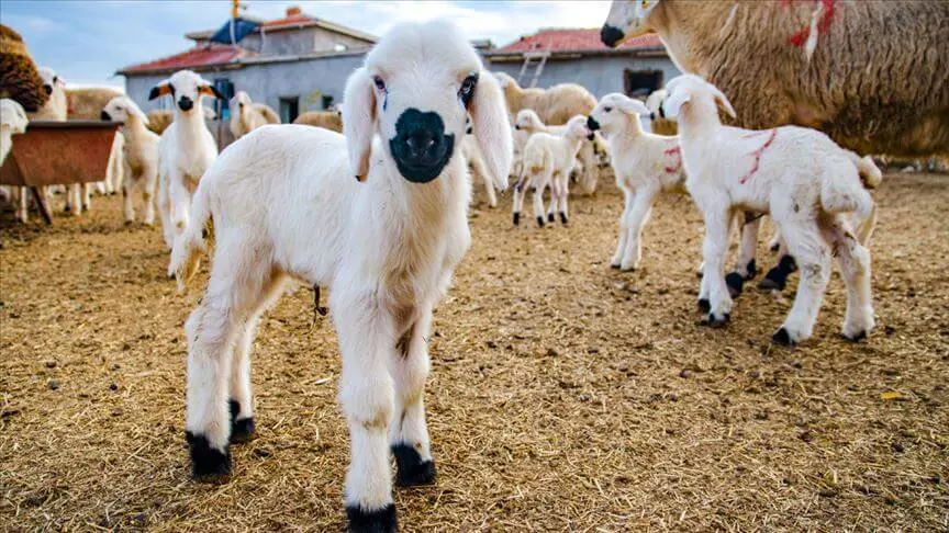 Elmi tədqiqat: Stressə qarşı qoyun terapiyası