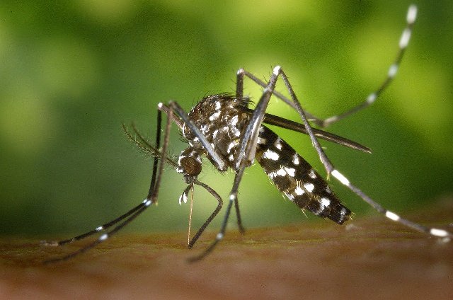 “PLOS Pathogens” jurnalı: Ağcaqanad tüpürcəyi insanın immun sisteminə necə təsir edir?