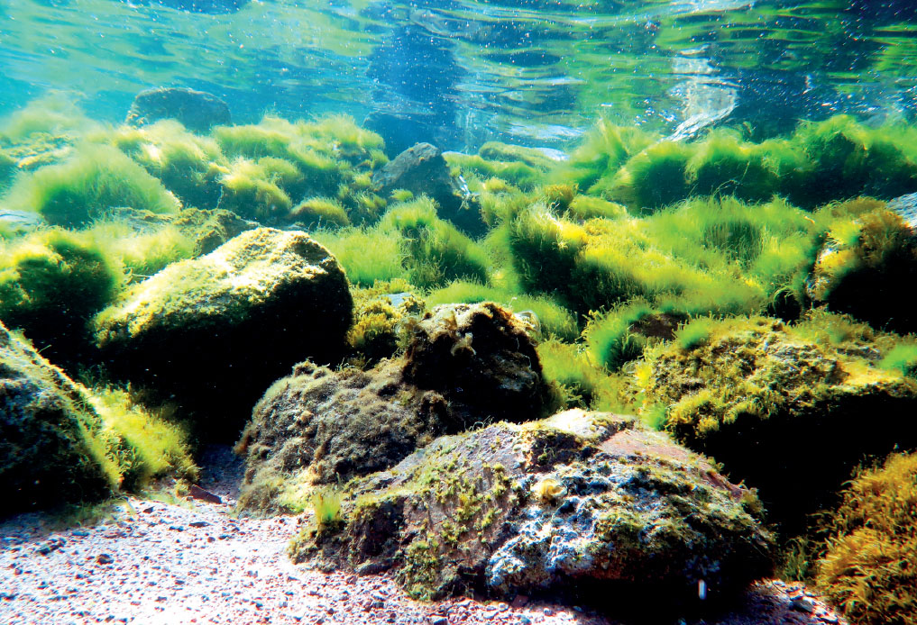 Xəzər və Egey dənizlərinin yosun bioresursları əsasında nanobiotexnoloji yollarla hidrogen enerjisi alınması məsələsi müzakirə olunub