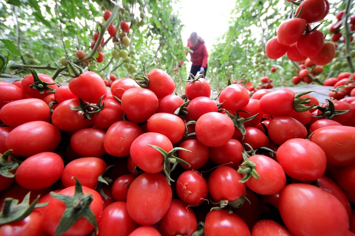 Türkiyəli həkimlər pomidorun unikal faydalarından danışıblar