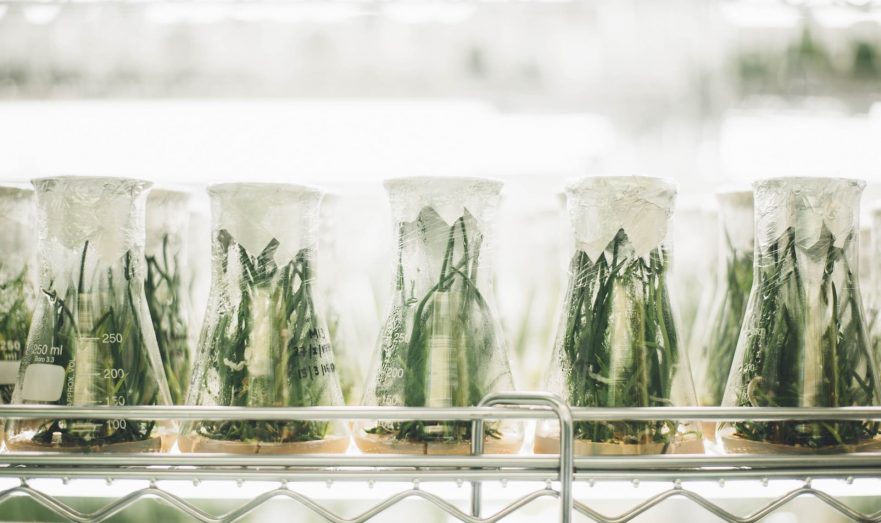 Hüceyrələrdən qidanın 3D çapı üçün texnologiya hazırlanır - TƏDQİQAT