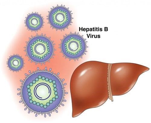 Hepatit B infeksiyasının ötürülməsi necə baş verir?