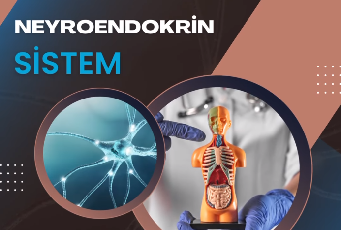 Neyroendokrin şişlər nədir? Nevroloqun izah etdi