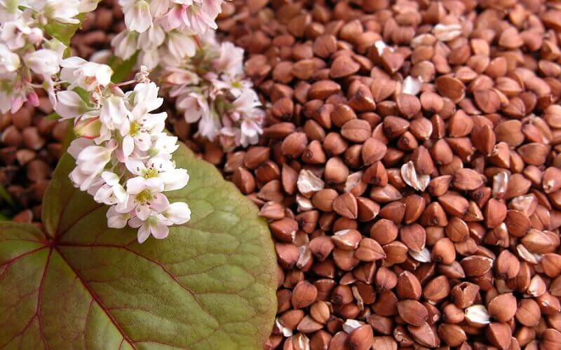 Hər gün yeyə bilərsiniz - İshalı kəsir, həzmsizliyi aradan qaldırır!