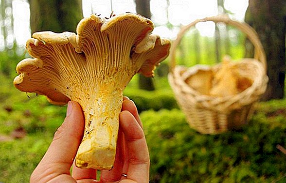 Diyetoloq bu növ göbələyi kimin yeməməli olduğunu bildirib