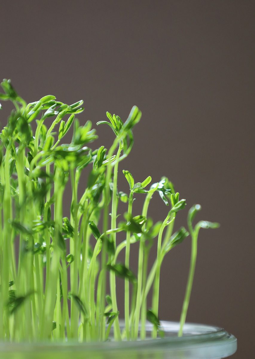 “Medical Xpess”: Mikroyaşıllar arıqlamaq üçün tərəvəzlər qədər təsirlidir