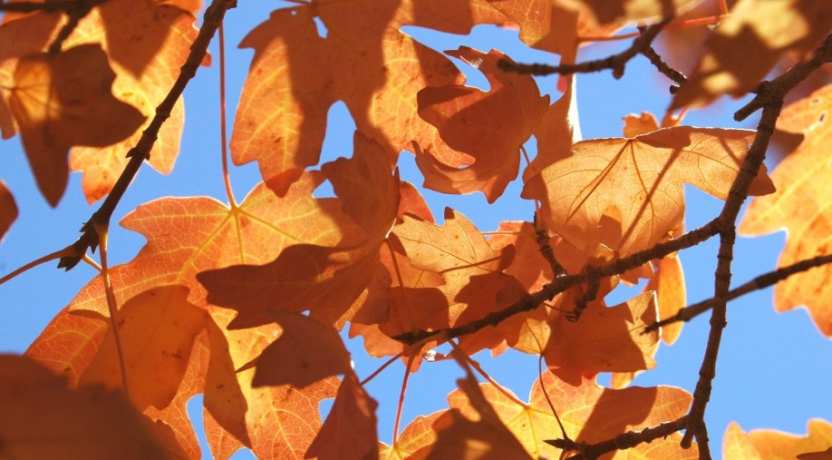 Payızın gəlişi ilə yorğunluq və halsızlıqdan necə qurtulaq?