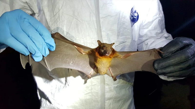 Yarasaların biologiyası gələcək pandemiyanın qarşısının alınması üçün açar ola bilər