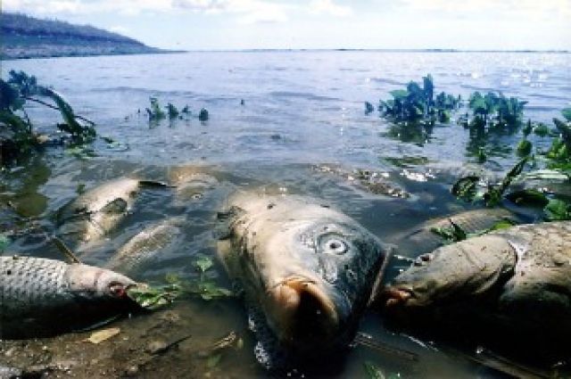 Toksikoloq balıq ətində ola biləcək təhlükəli maddələri sadalayıb