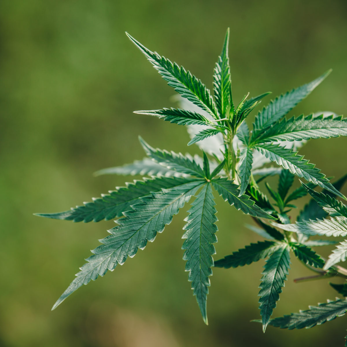 Çətənə ürək xəstəliyi riskini 60% artırır