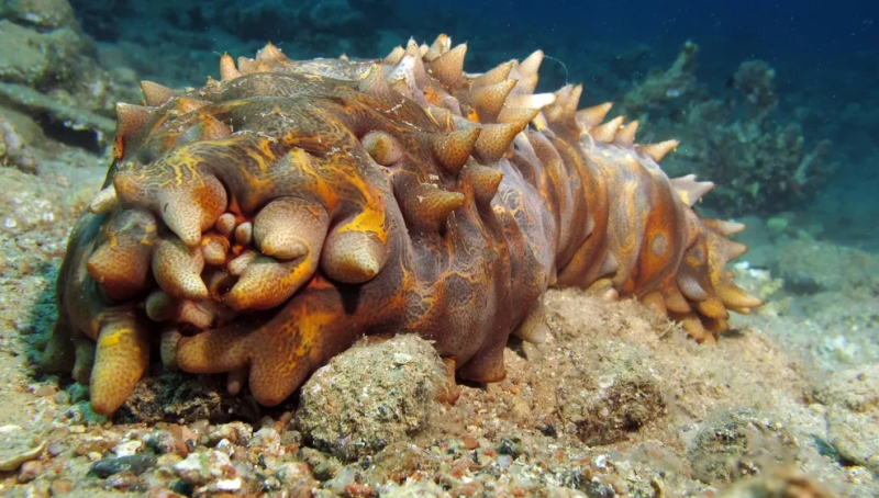 Şəfaçı dəniz sehrbazı: Çin alimləri xolesterolu məğlub edən məhsul tapıblar