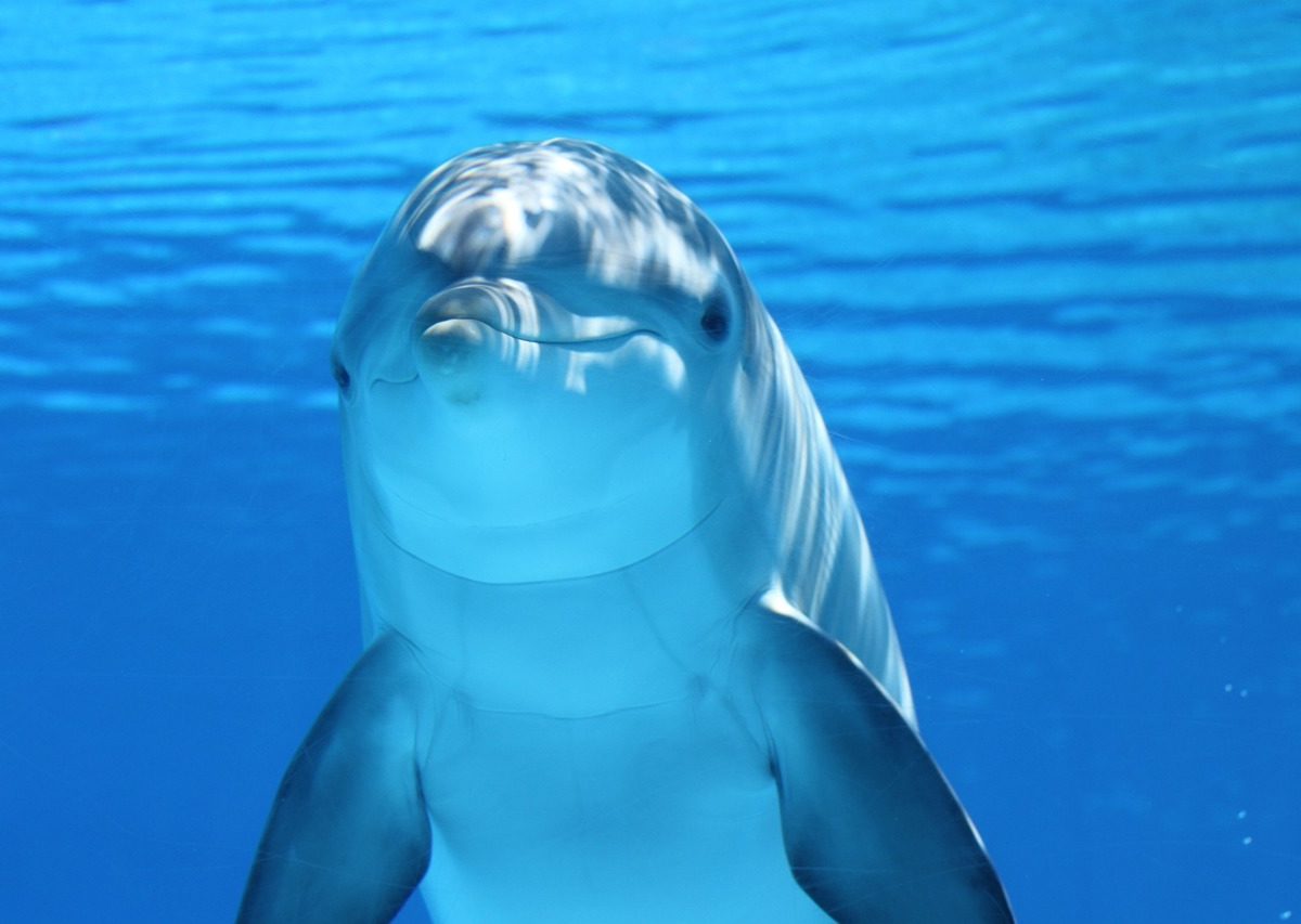 Amazon delfinləri rekord dərəcədə yüksək su temperaturu səbəbindən ölür
