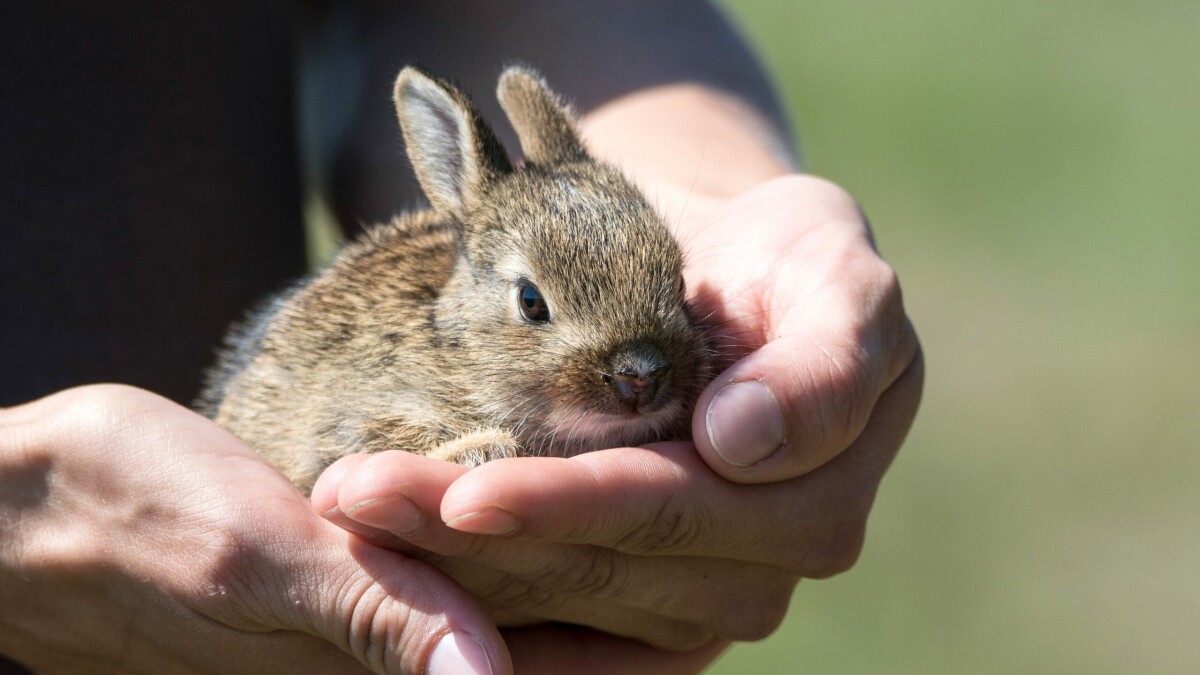 Alimlər müəyyən ediblər ki, dovşan virusu insan xərçəngini öldürür