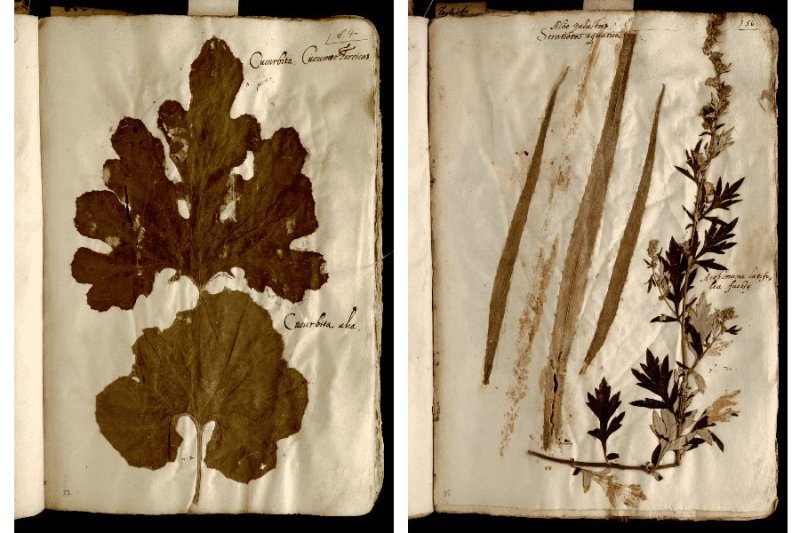 500 il əvvəl toplanmış herbarium mənzərənin necə dəyişdiyini göstərir