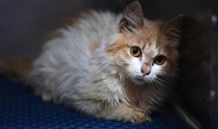 Ölümcül “pişik virusu” sürətlə yayılır