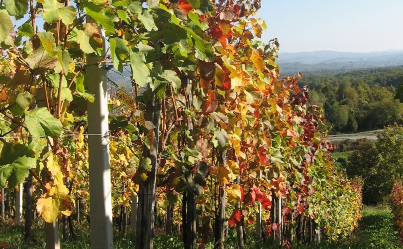 Vitaminlərlə bol üzümdə təhlükəli virus və fitoplazmalar öyrənilir