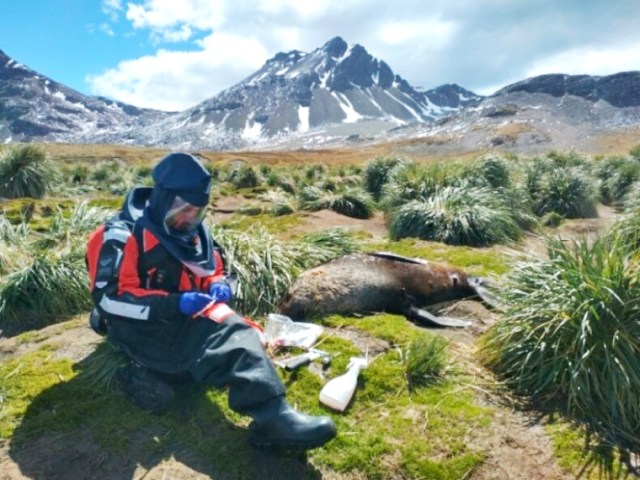 Antarktidada suitilərdə quş qripi aşkarlanıb