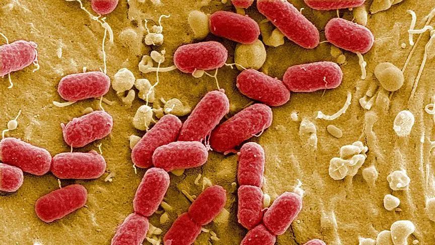 Yaponiyada 2023-cü ildə ət yeyən bakteriyaların sayı rekord həddə çatır