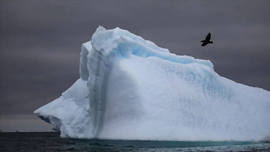 Antarktidada quş qripinə ilk yoluxma halı qeydə alınıb