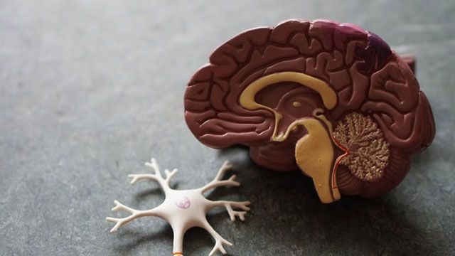 Beyin toxuması ilk dəfə 3D printerdə çap edilib
