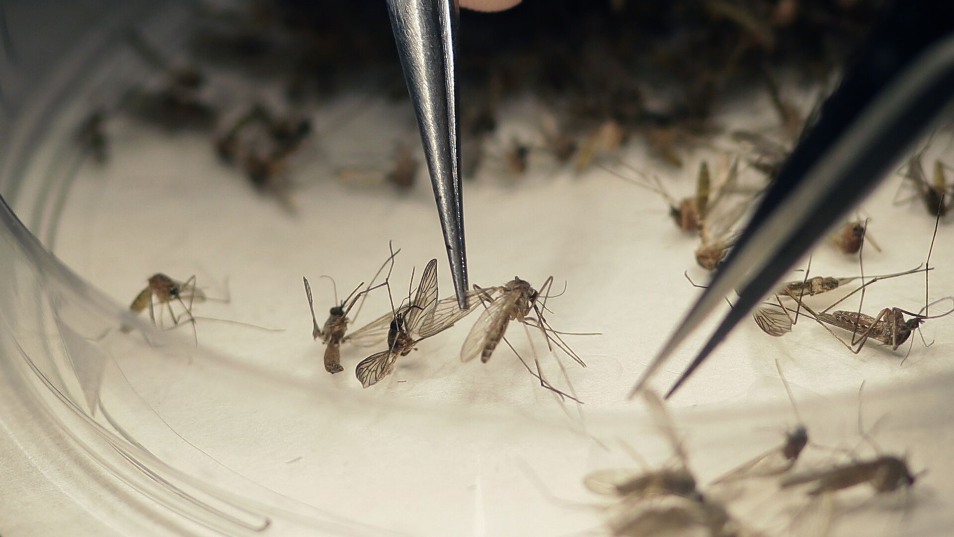 
Ağcaqanad bakteriyaları Denge qızdırması və Zika virusu ilə mübarizədə faydalı ola bilər
