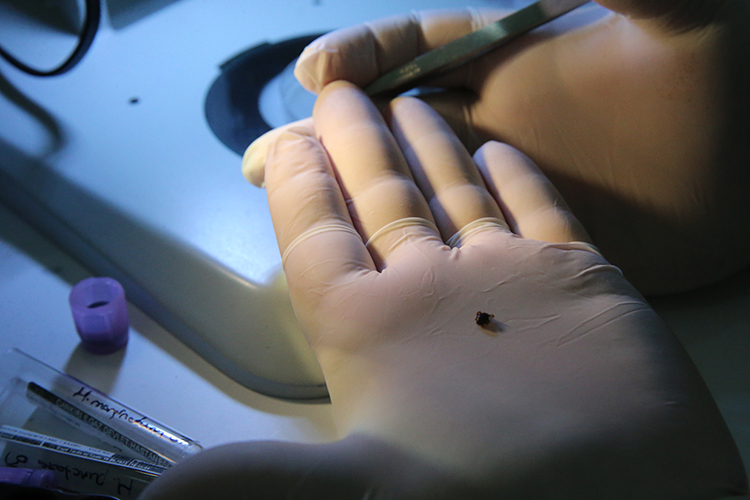 Gənələr 200-ə yaxın xəstəliyin daşıyıcısı ola bilər