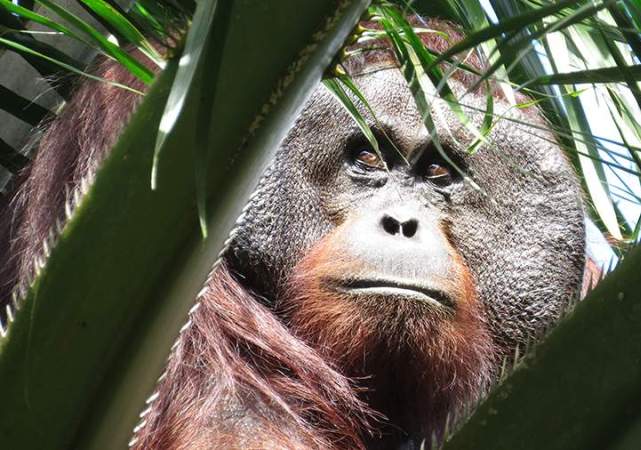 Sumatra oranqutanı yaranın müalicəsi üçün otlardan istifadə edən ilk heyvan olub