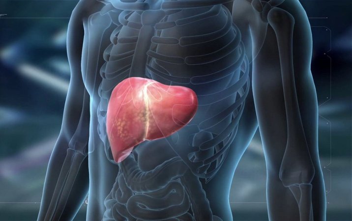 Bəzi xəstəliklər zamanı qaraciyərin öz bərpasını sürətləndirdiyi məlum olub