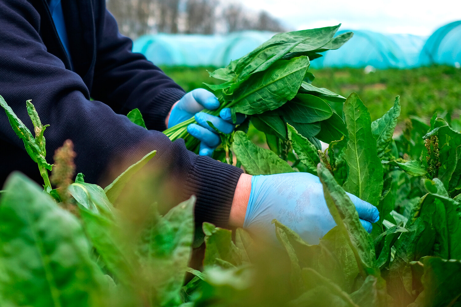 Turşəngin həddindən artıq istehlakı böyrəklərdə daşların əmələ gəlməsinə səbəb olur