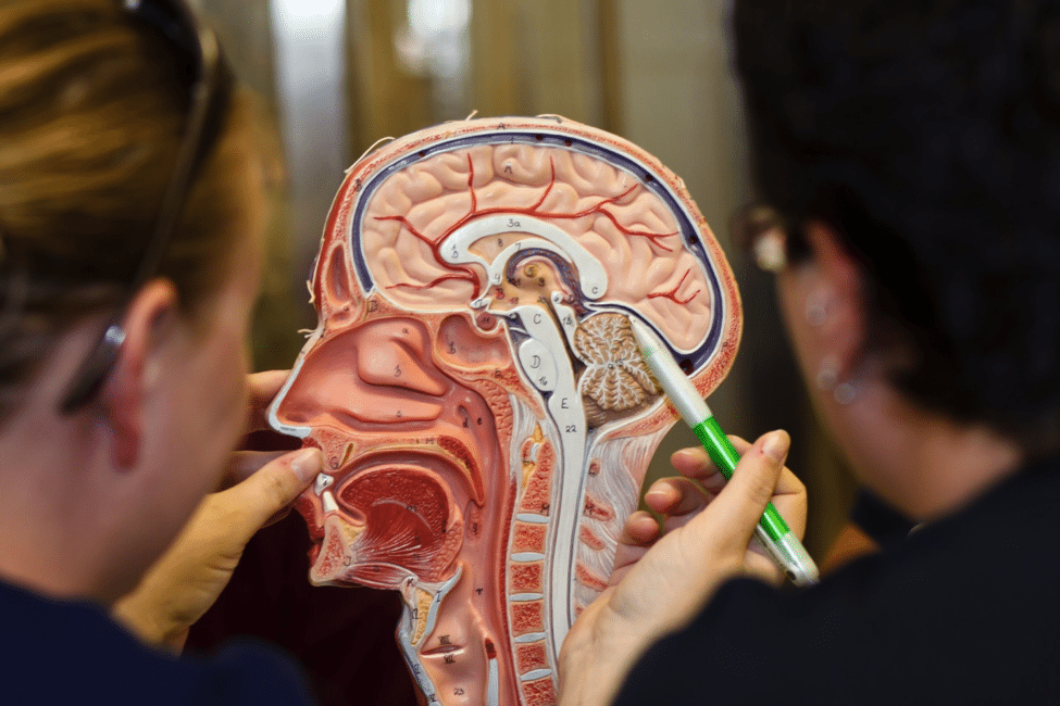 Beynin başqalarına kömək etmək istəyinin nəzarət olunduğu sahəsi müəyyən edilib