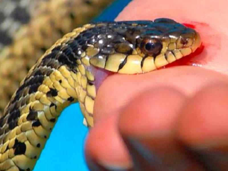 İlan sancdıqdan 5 dəqiqə sonra zəhər qana və limfa sisteminə keçir - Mütəxəssisdən mühüm tövsiyələr