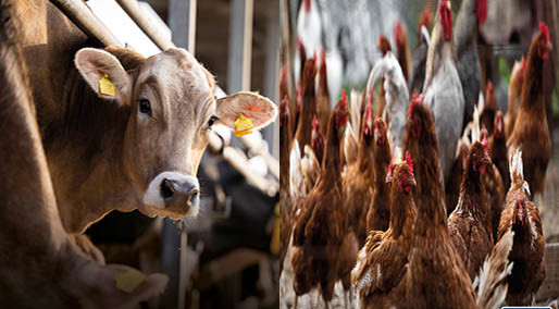 ABŞ-da süd inəklərindən quş qripinə yoluxanların sayı 3-ə yüksəlib